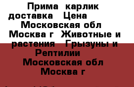 Прима. карлик. доставка › Цена ­ 1 000 - Московская обл., Москва г. Животные и растения » Грызуны и Рептилии   . Московская обл.,Москва г.